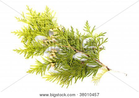 Thuya Twig