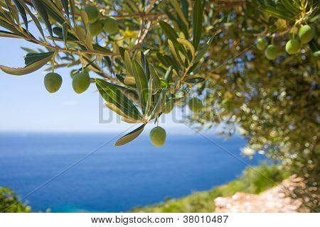 Un albero di ulivo