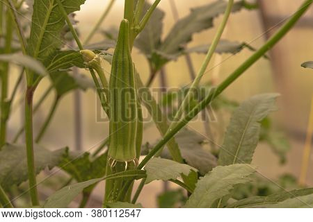 Fruit Of A Tropical Plant, Abelmoschus Esculentus, In A Greenhouse.