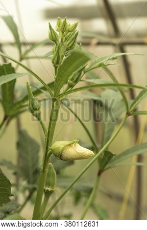 Fruit Of A Tropical Plant, Abelmoschus Esculentus, In A Greenhouse.
