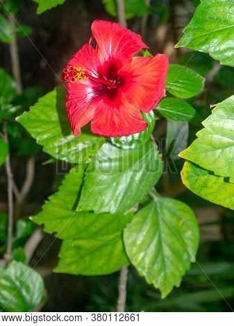 Pink Flowering Plant Called Hibiscus Or Hibisco