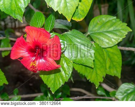 Pink Flowering Plant Called Hibiscus Or Hibisco
