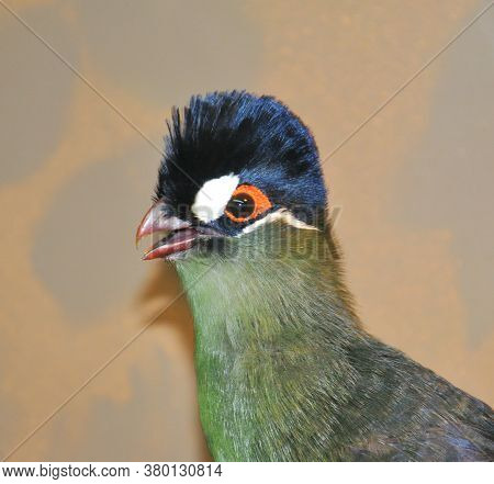 Bird Hartlaub's Turaco (latin. Tauraco Hartlaubi), Blue-thodoco Tauraco