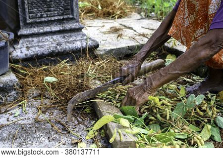 Female Gardener Harvesting Peanuts In Home Garden By Cutting The Root Up By Sickle, Peanut Beans Exc