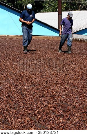 Ilheus, Bahia / Brazil - July 7, 2011: Employee Of A Cocoa Plantation Farm Are Seen On A Barge To Dr