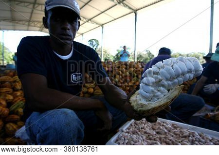 Ilheus, Bahia / Brazil - July 7, 2011: Employees Of A Cocoa Plantation Farm Are Seen Breaking The Fr