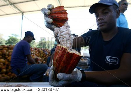 Ilheus, Bahia / Brazil - July 7, 2011: Employees Of A Cocoa Plantation Farm Are Seen Breaking The Fr