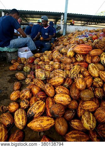 Ilheus, Bahia / Brazil - July 7, 2011: Employees Of A Cocoa Plantation Farm Are Seen Breaking The Fr