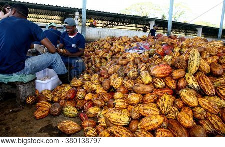Ilheus, Bahia / Brazil - July 7, 2011: Employees Of A Cocoa Plantation Farm Are Seen Breaking The Fr
