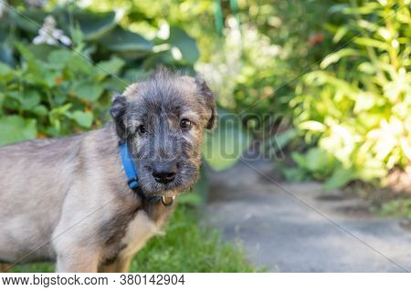 A Beautiful Two-month-old Beige Grey Irish Wolfhound In Head In A Garden.irish Wolfhound Puppy Resti
