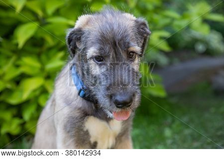 A Beautiful Two-month-old Beige Grey Irish Wolfhound In Head In A Garden.irish Wolfhound Puppy Resti