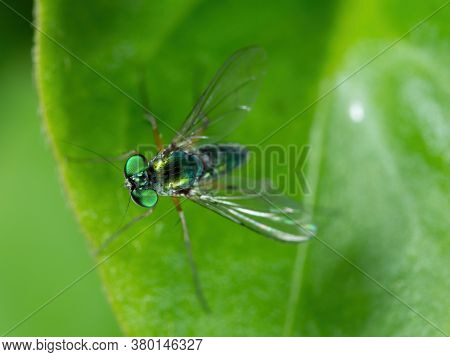 Macro Photography Of Long Legged Fly On Green Leaf