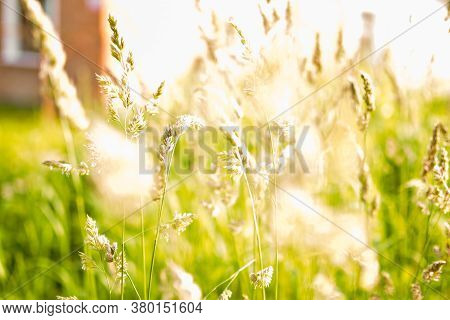 Phalaris Arundinacea Or Canary Cane Herb. Field In The Rays Of The Summer Sunset