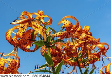 Against The Background Of The Blue Sky, Orange With Black Speckled Lily Flowers Close-up On A Sunny 