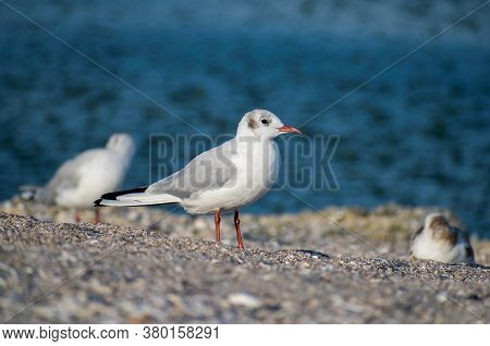 Seagull On The Beach. Sea Birds. Portrait