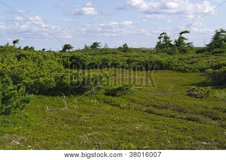 Tundra metsämaiseman aurinkoisena päivänä