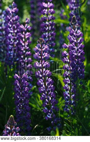 Lupinus Field With Pink Purple, Blue And Violet Flowers. Lupinus Meadow.