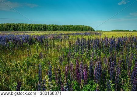 Lupinus Field With Pink Purple, Blue And Violet Flowers. Lupinus Meadow. Summer Flowers Background.