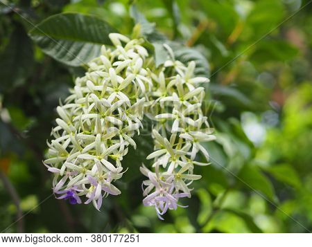 Flower Purple Sandpaper Vine Purple Wreath Bouquet Of Five Petals Like Five Pointed Hairy Base Of Th
