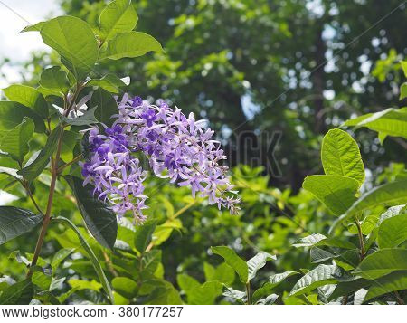 Flower Purple Sandpaper Vine Purple Wreath Bouquet Of Five Petals Like Five Pointed Hairy Base Of Th