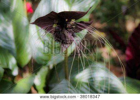 Batwing çiçek
