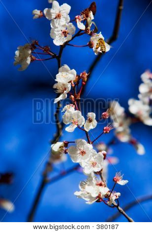 樱桃花