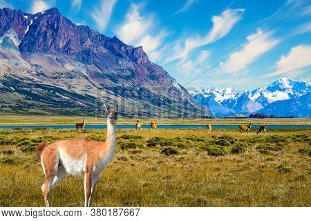 Small herd of guanaco. Guanaco is a cloven-hoofed mammal from the family of camelids, a genus of llamas. Argentina, Patagonia. Huge lake with azure water and cold mountains.