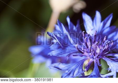 Triteleia Is A Genus Of Perennial Herbaceous Tuberunukic Plants Of The Brodiaeoideae Family. Sometim