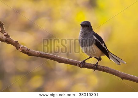 Straka Robin