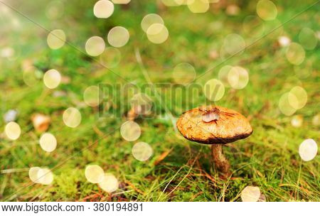 nature, environment and mushrooms concept - brown cap boletus growing in autumn forest