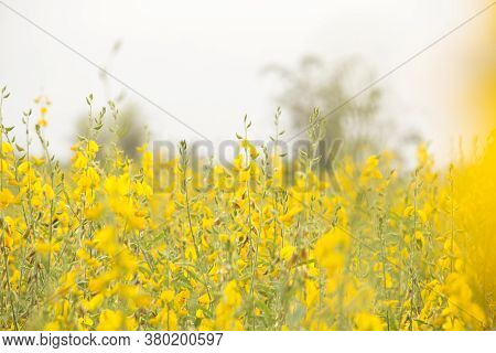 Sunn Hemp Or Chanvre Indien, Legume Yellow Flowers That Bloom In A Farmer's Field In The Evening At 