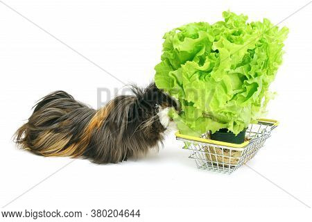 Funny Shaggy Sheba Guinea Pig Eats From A Shopping Basket Filled With Purchased Greens On A White Ba