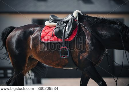 A Beautiful Bay Horse With A Long Tail Is Wearing Sports Equipment - A Black Leather Saddle, A Red S