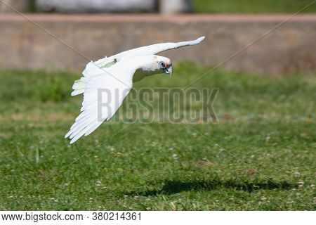 Portrait Of A Beautiful Little Corella Cockatoo Flying Over The Grass