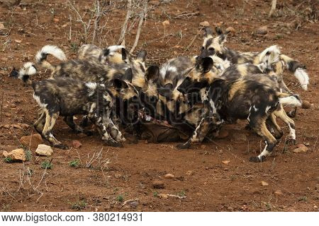 The African Wild Dog, African Hunting Dog, African Painted Dog, Cape Hunting Dog Or Painted Wolf (ly