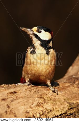 The Great Spotted Woodpecker ,dendrocopos Major, Sitting On The Tree Trunk In The Middle Of Forest W