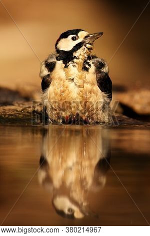 The Great Spotted Woodpecker (dendrocopos Major) Is Bathing And Drinking In Small Forest Pond With R