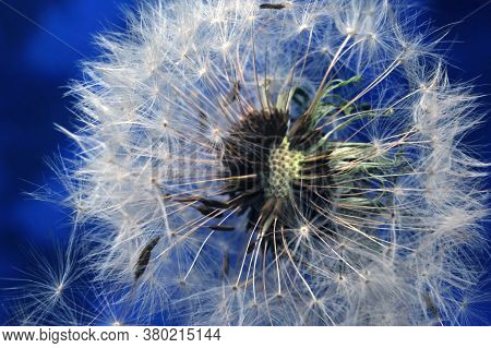 Dendelion. Abstract Macro Photo Of Dendelion Seeds