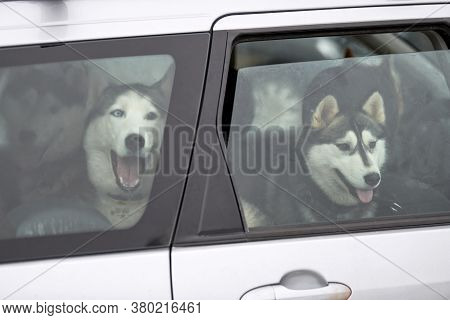 Husky Sled Dog In Car, Travel Pet. Dog Locked Inside Car, Looking Out Car Window And Waiting For Wal