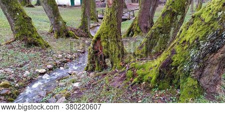 Tree Trunks With Moss. Stream Or River Mouth. Bosnia And Herzegovina, Miljacka River. Spring Forest 