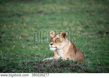 Alert lioness, pantera leo, resting in the green grass of the Masai Mara, Kenya