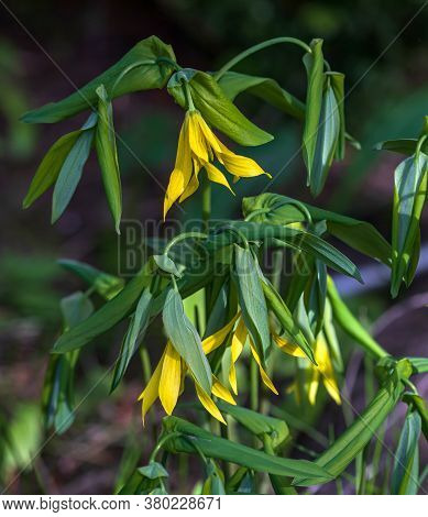 Large-flowered Bellwort Or Merrybells (uvularia Grandiflora) In The Spring Garden