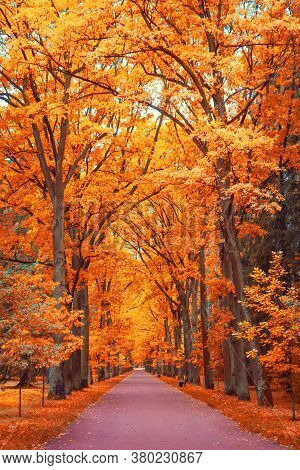 Alley Of Orange-red Maples In The Park Walking Path In Perspective