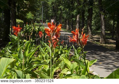 Beautiful Flowers On A Flower Bed In The Park