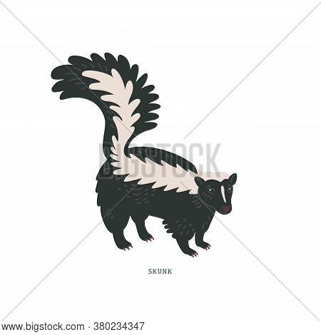 Striped Skunk. Common Skunk Or Mephitis Mephitis - North American Animal With White Markings Along T