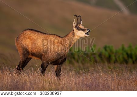 Tatra Chamois Bleating On Meadow In Summer Nature.