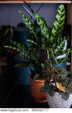 Houseplant Peperomia And Houseplant Calathea On A Dark Background