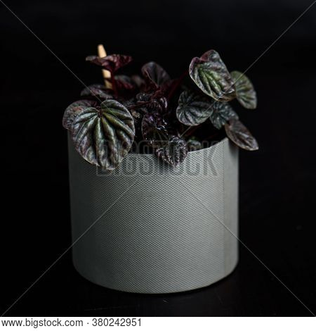 Houseplant Peperomia In Pot On Dark Background