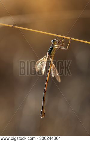 Damselfly In Their Natural Environment. Macro Photography..