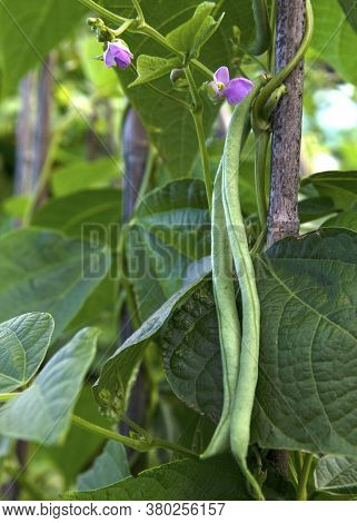 Bean Plant With Purple Flowers   And Veg Close Up Growing On An Allotment Shot For Copy Space And Te